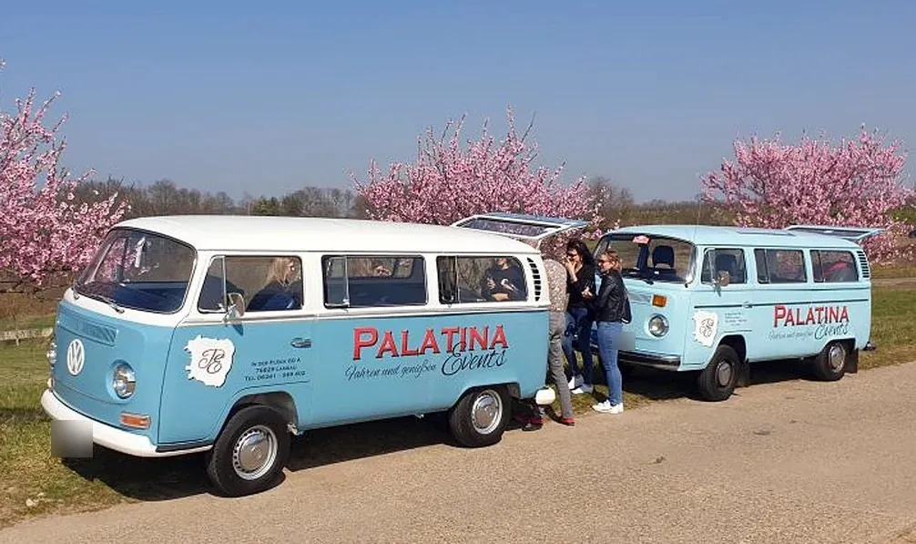 Zwei hellblaue VW Bullis mit Palatina-Schriftzug hintereinander, dahinter rosa blühende Mandelbäume