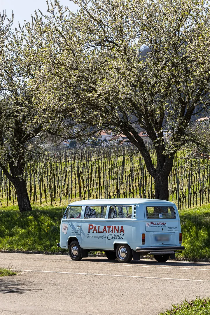 Unter blühenden Obstbäumen am Weinberg