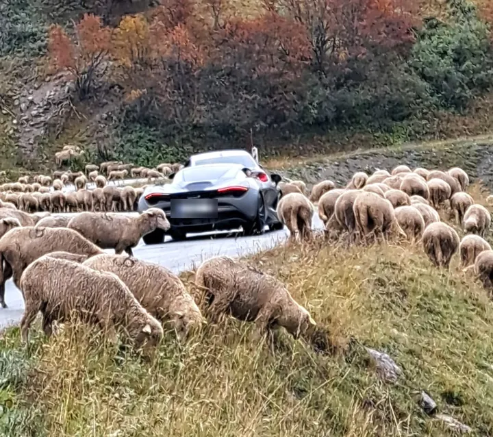 Schafe auf der Passstraße, Route des Grandes Alpes