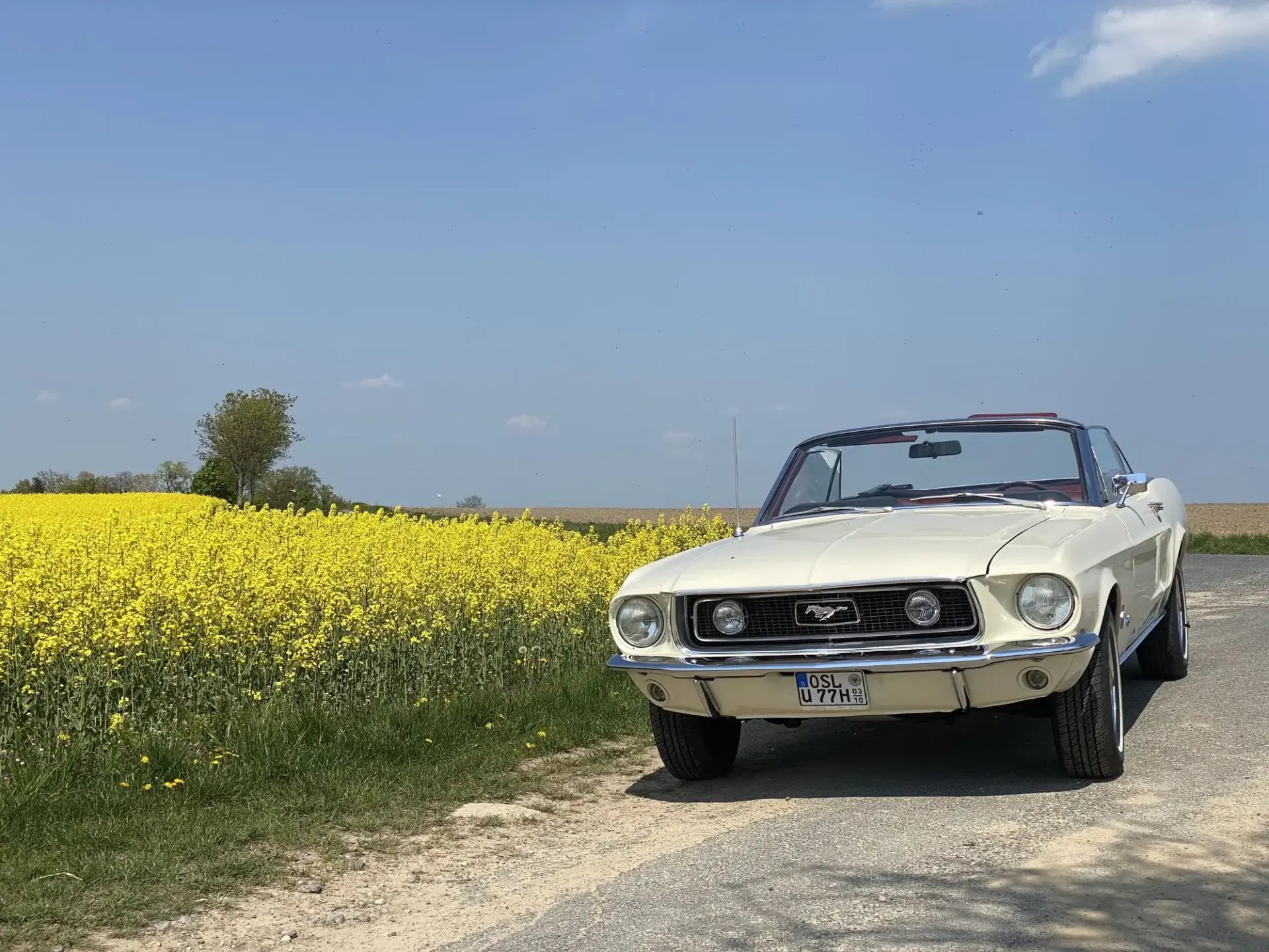 Ford Mustang GT Convertible 1968 mieten in Senftenberg, Hochzeitsauto (cremeweißes Mustang Cabrio am Rapsfeld)